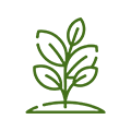 Icon Pflanze